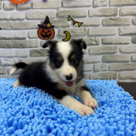 【横浜保土ケ谷店】シェットランドシープドッグ　ムファサくん
