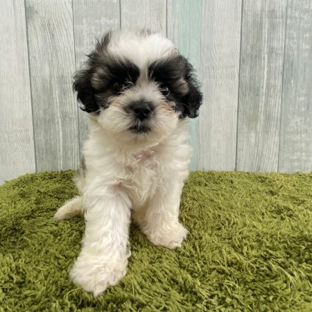 【大宮店】MIX犬（シーズー×ビションフリーゼ）　キキ君