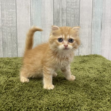 【大宮店】スコティッシュフォールド　ビビちゃん