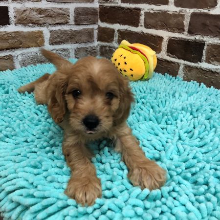 【板橋店】MIX犬(キャバリア×トイプードル)　カイ君