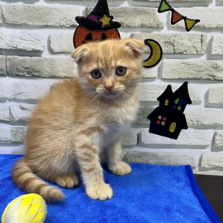 【横浜保土ケ谷店】スコティッシュフォールド　フランダーくん