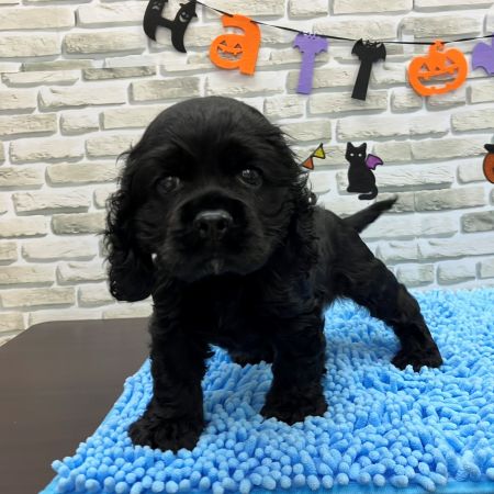 【横浜保土ケ谷店】アメリカンコッカースパニエル　ジェイくん