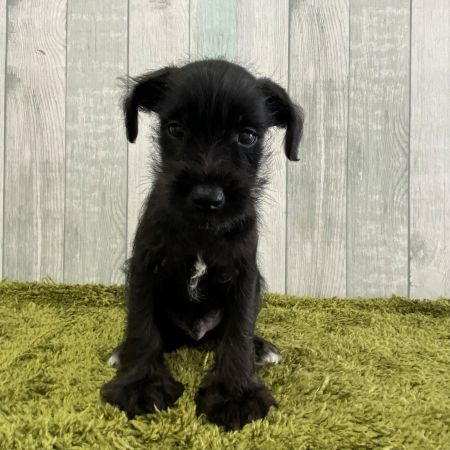 【大宮店】ミニチュアシュナウザー　がぶ君