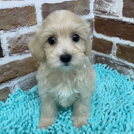 【板橋店】MIX犬(マルチーズ×トイプードル)　ココナッツ君