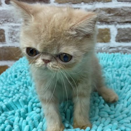【板橋店】エキゾチックショートヘア　えび天君
