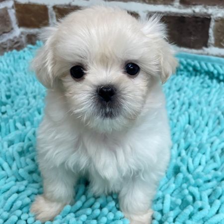 【板橋店】MIX犬(マルチーズ×ペキニーズ)　ヤンヤン君