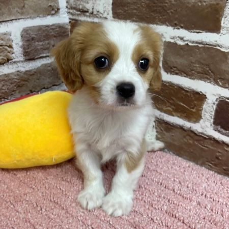 【板橋店】MIX犬(キャバリア×マルチーズ×キャバリア)　オリビアちゃん