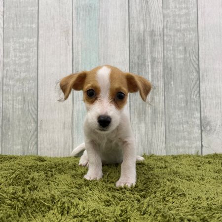 【大宮店】ジャックラッセルテリア　ディクシーちゃん