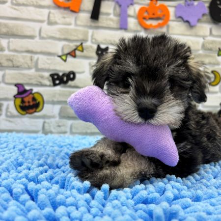 【横浜保土ケ谷店】ミニチュアシュナウザー　チャドくん