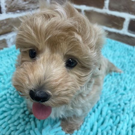 【板橋店】MIX犬(マルチーズ×トイプードル)　ころん君
