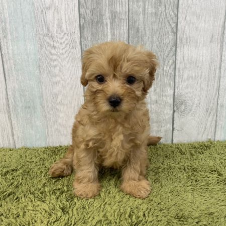 【大宮店】MIX犬（マルチーズ×トイプードル）ハント君