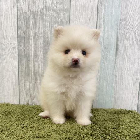 【大宮店】ポメラニアン　ゆきねちゃん