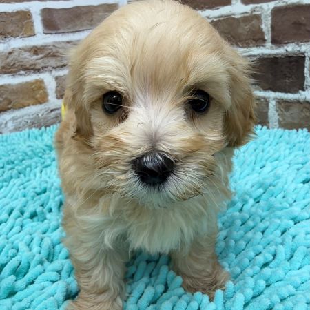 【板橋店】MIX犬(マルチーズ×トイプードル)　モル君
