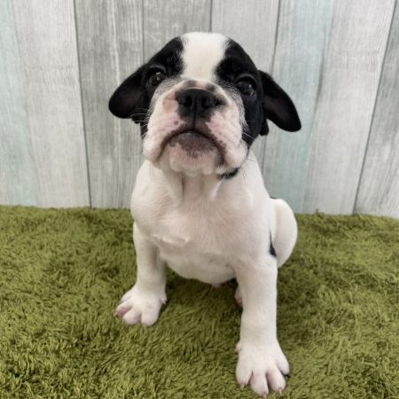 【大宮店】MIX犬（フレンチブルドック×ブルドック）ボンレス君