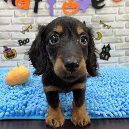 【横浜保土ケ谷店】ミニチュアダックスフンド　スリンキーくん
