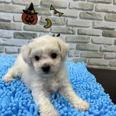 【横浜保土ケ谷店】ビションフリーゼ　ウッディくん